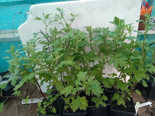 Mugwort plants 9cm pots - , in