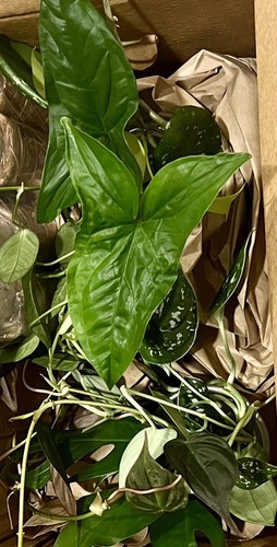 Live mystery houseplant - live,