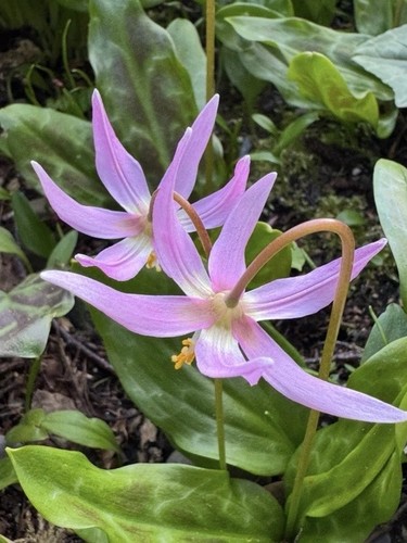 Erythronium revolutum x10 - erythronium,