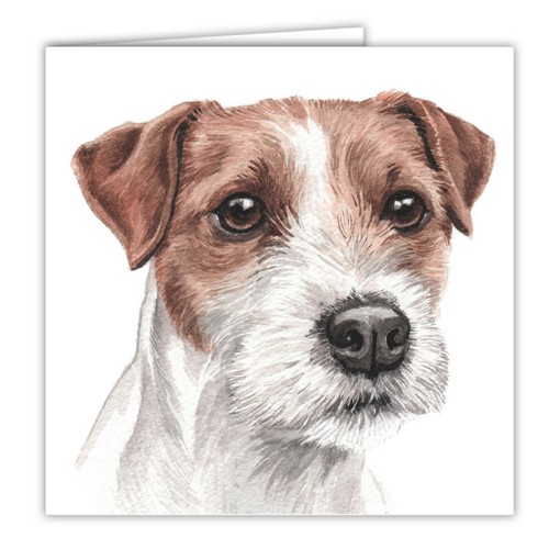 Parson jack russell - jack, terrier