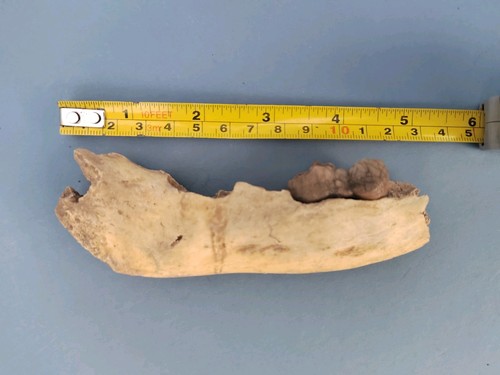 Cave bear fossil jaw section - cave,