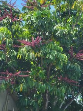 Umbrella Tree  Schefflera