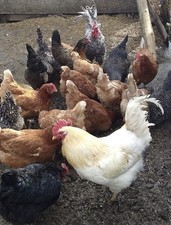 12 x Mixed Breed Chicken Eggs