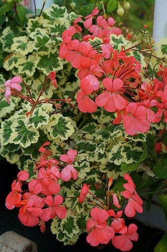 Pelargonium geranium frank - pelargonium,