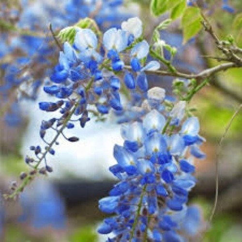 Chinese blue wisteria tree - 3,