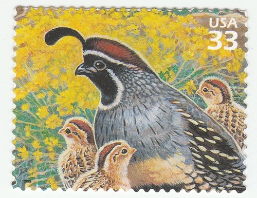 3293d sonoran desert gambel - sonoran,