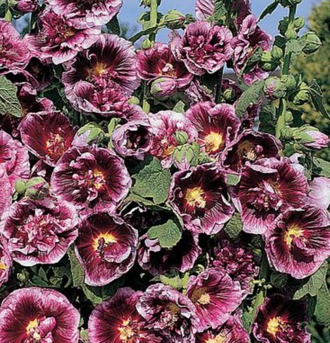 Hollyhock creme cassis 2 - hollyhock, de
