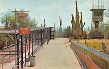 Postcard AZ: Walk In Bird