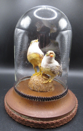 Vintage bell jar faux - , taxidery