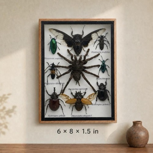 Real tarantula cicada - real,