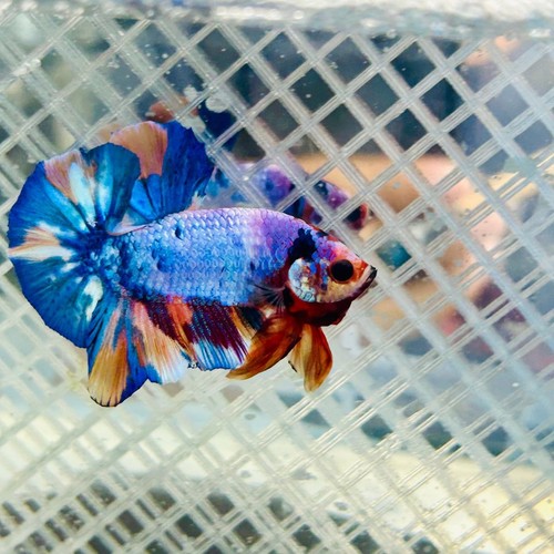 Plakat candy koi galaxy - candy,