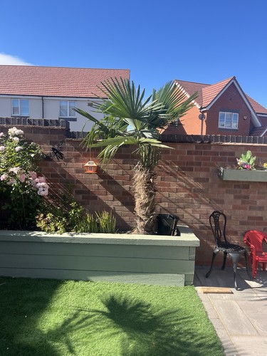 Two large trachycarpus - large,