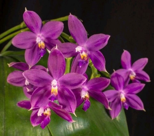 Fragrant phalaenopsis jennifer - phalaenopsis,
