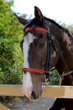 Equipride Padded Comfort Bridle with Diamante Browband Size Full-Shetty Orange
