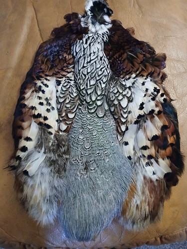 Pheasant cape with - , all