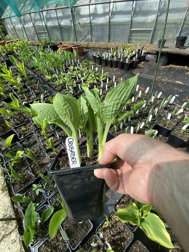 Hosta crusader second year - crusader(,