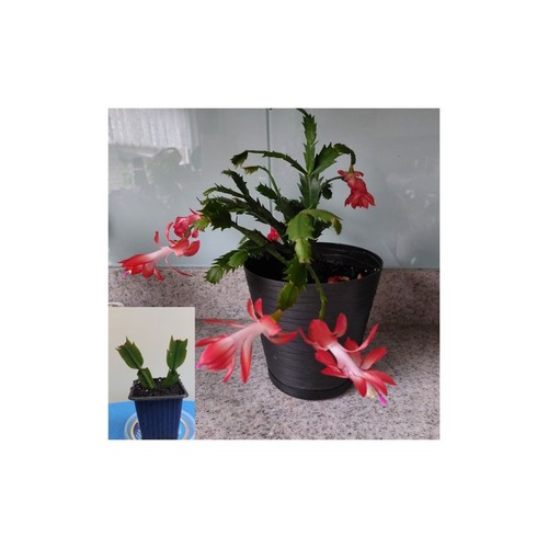 Coral red christmas cactus - coral,