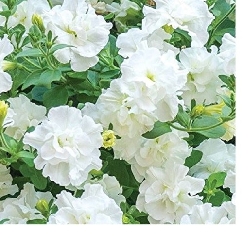Mix tb double flowered - ,