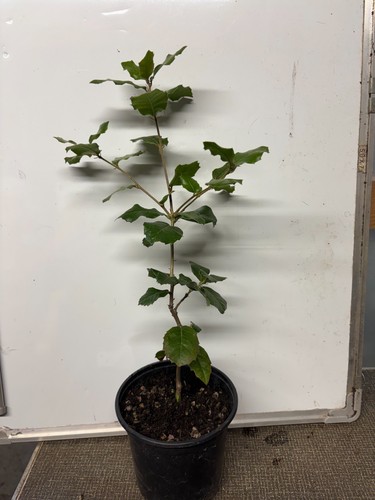 Holm oak tree - (evergreen, oak)