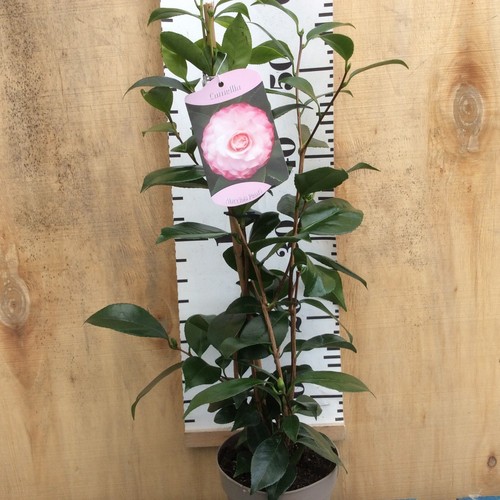 Camellia japonica nuccios - camellia,