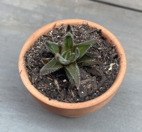 Haworthia fasciata succulent