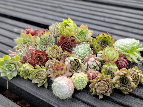 Small sempervivum chicks - sempervivum,