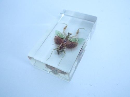 Jeweled flower mantis real - flower,