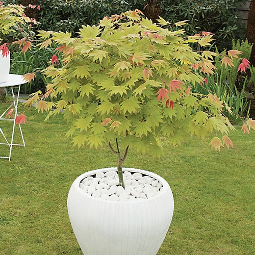 Japanese acer moonrise colour - moonrise,,