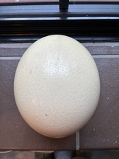 Blown Ostrich Egg vintage example