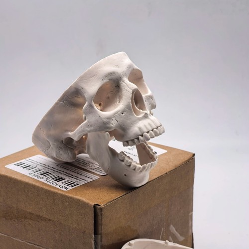 Human skull replica - skull, resin