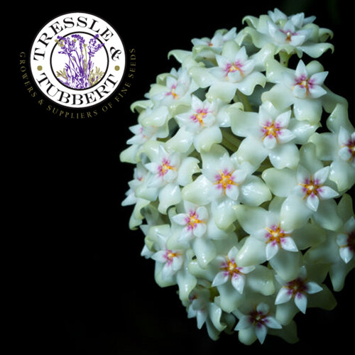 Rare green hoya carnosa - rare,