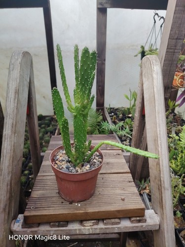 Opuntia consoles falcata - opuntia,