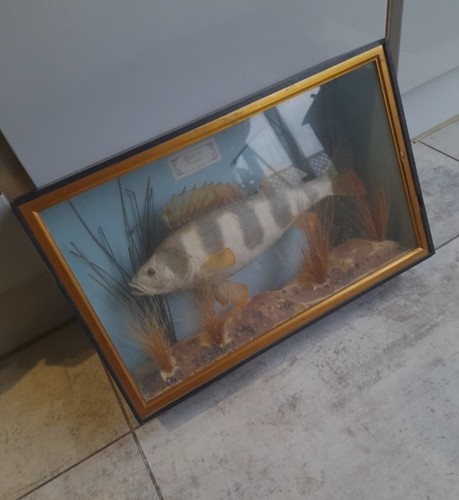 Taxidermy perch trout salmon - taxidermy,