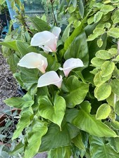 Zantedeschia Aethiopica Kiwi