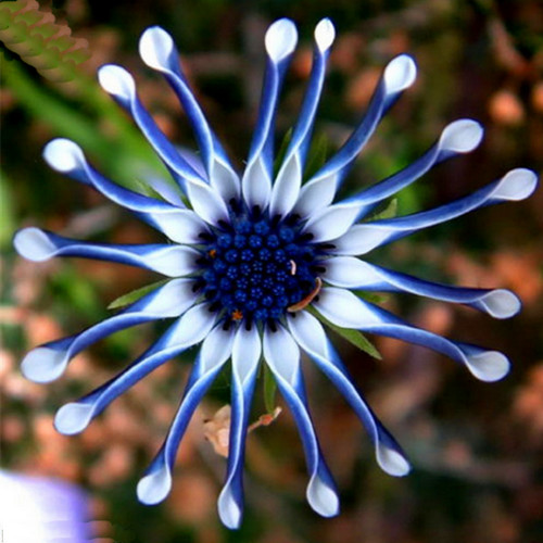 Blue daisy osteospermum - daisy,
