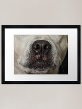 Staffy Terrier Close Up Nose