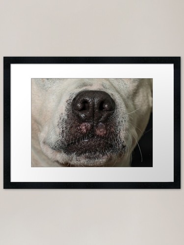 Staffy terrier close - staffy,