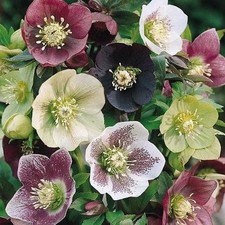 Hellebore orientalis -