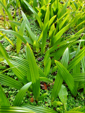 UK hardy fast hybrid palm tree