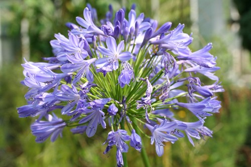Agapanthis big blue - agapanthis, 'african