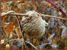 1 Praying Mantis Egg + Praying