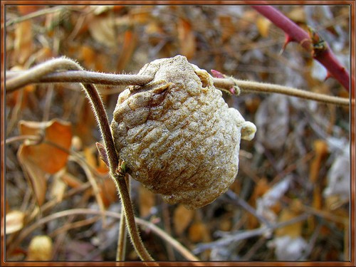 Praying mantis egg - praying,