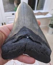 Large Megalodon tooth - 5.71