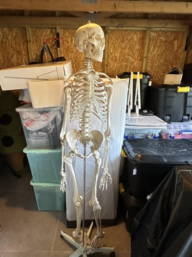 180cm full size - 180cm, human