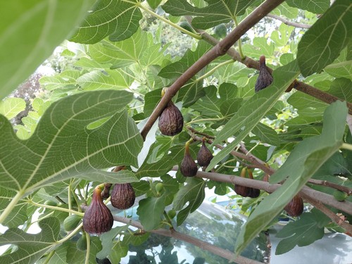 Climate fig fresh - uk,