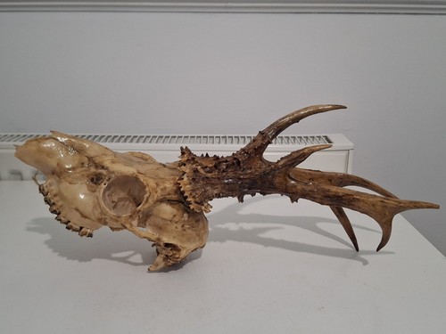 Deer skull with antlers - skull,