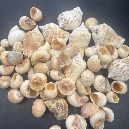 Assorted shells polish - shells,