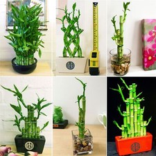 1 LUCKY BAMBOO RIBBON PLANT