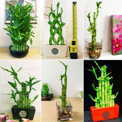 Lucky bamboo ribbon plant - 1,
