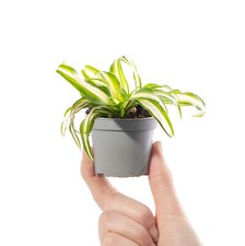 Baby Spider Plant Chlorophytum